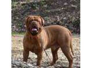 American Bull Dogue De Bordeaux Puppy for sale in Sharon Hill, PA, USA