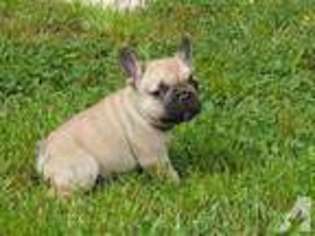 French Bulldog Puppy for sale in ESCONDIDO, CA, USA