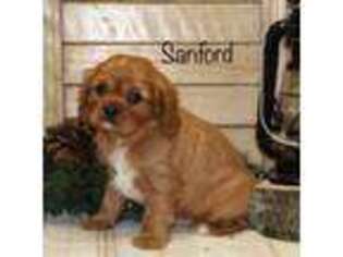 Cavalier King Charles Spaniel Puppy for sale in Manheim, PA, USA
