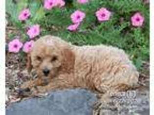 Cock-A-Poo Puppy for sale in Mifflinburg, PA, USA