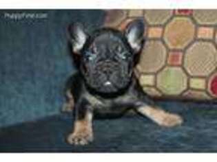 French Bulldog Puppy for sale in Stoneham, MA, USA