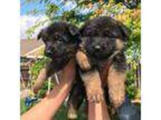 German Shepherd Dog Puppy for sale in Madera, CA, USA