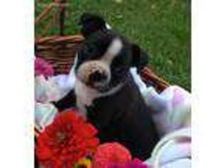 Boston Terrier Puppy for sale in Coal City, IN, USA