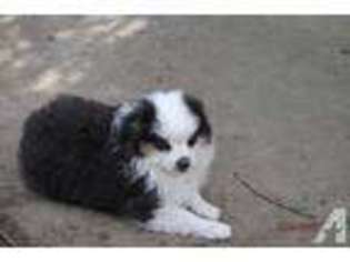 Miniature Australian Shepherd Puppy for sale in PLEASANTON, CA, USA
