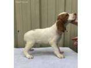 Brittany Puppy for sale in Waxahachie, TX, USA