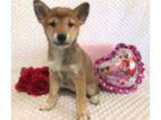 Shiba Inu Puppy for sale in Middlebury, IN, USA