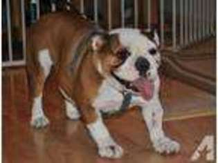 Bulldog Puppy for sale in FLORISSANT, MO, USA