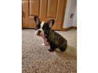 French Bulldog Puppy for sale in Versailles, MO, USA