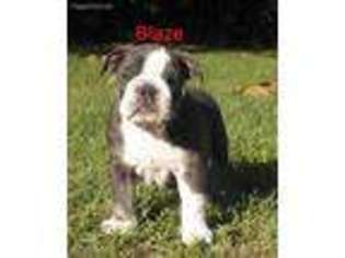 Bulldog Puppy for sale in Litchfield, MI, USA