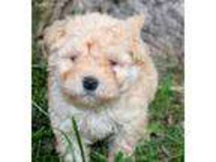 Havanese Puppy for sale in Pisgah, IA, USA