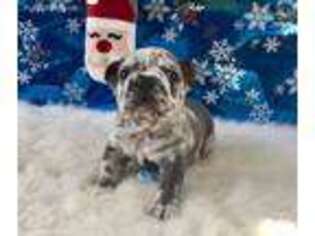 French Bulldog Puppy for sale in Uniondale, NY, USA