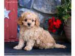 Cavapoo Puppy for sale in Gordonville, PA, USA