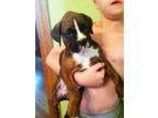 Boxer Puppy for sale in Saint Anthony, IN, USA