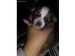 Chihuahua Puppy for sale in Middleport, OH, USA