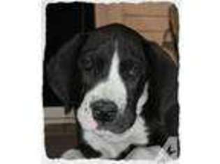 Great Dane Puppy for sale in OXFORD, IN, USA