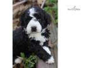 Buggs Puppy for sale in Tulsa, OK, USA