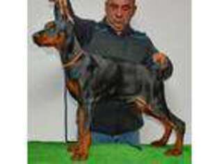 Doberman Pinscher Puppy for sale in Nashville, IN, USA