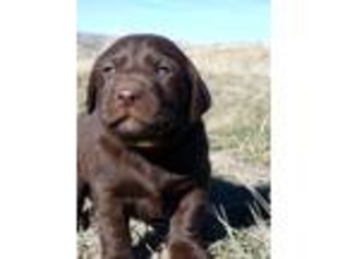 Labrador Retriever Puppy for sale in Billings, MT, USA