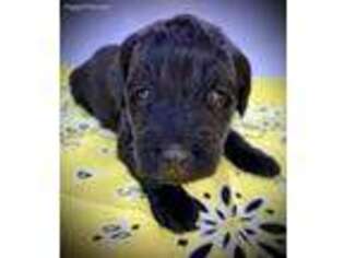 Labradoodle Puppy for sale in Morristown, AZ, USA