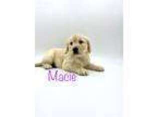 Golden Retriever Puppy for sale in Versailles, OH, USA