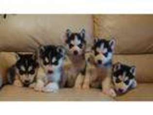 Siberian Husky Puppy for sale in Campbell Park, Buckinghamshire (England), United Kingdom