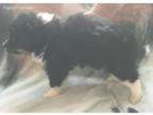 Shetland Sheepdog Puppy for sale in Bullock, NC, USA
