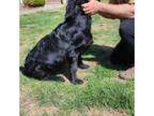 Flat Coated Retriever Puppy for sale in Monticello, KY, USA