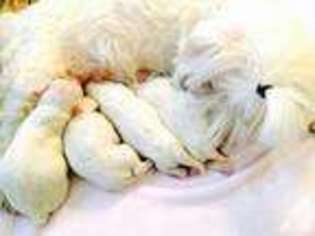 Maltese Puppy for sale in FREDERICK, MD, USA