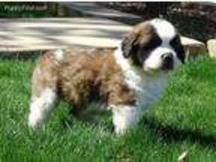 Saint Bernard Puppy for sale in Hagerstown, IN, USA