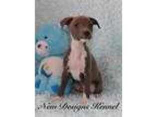 Italian Greyhound Puppy for sale in Rockwell City, IA, USA