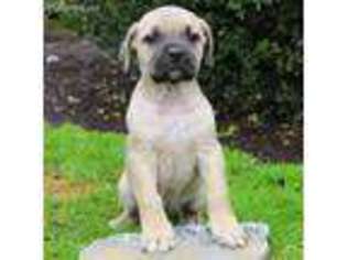 Boerboel Puppy for sale in Strasburg, PA, USA