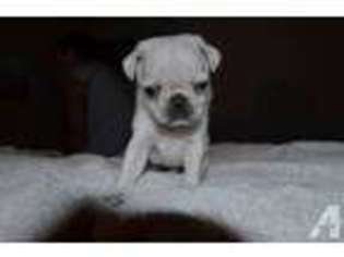 Bulldog Puppy for sale in PORTLAND, OR, USA