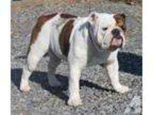 Bulldog Puppy for sale in WESTMINSTER, MD, USA