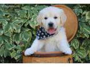Golden Retriever Puppy for sale in Loveland, CO, USA
