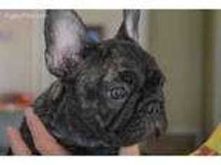French Bulldog Puppy for sale in Chesterfield, MO, USA