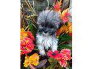 Shih-Poo Puppy for sale in Springfield, OH, USA