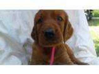 Irish Setter Puppy for sale in Fairhaven, MA, USA