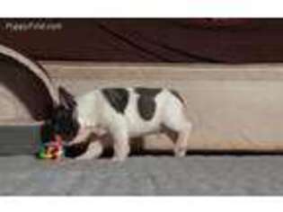 French Bulldog Puppy for sale in Elmhurst, NY, USA