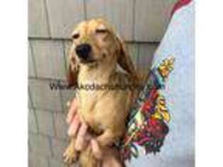 Dachshund Puppy for sale in Oneonta, NY, USA
