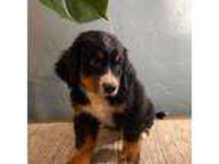 Bernese Mountain Dog Puppy for sale in Atwater, CA, USA