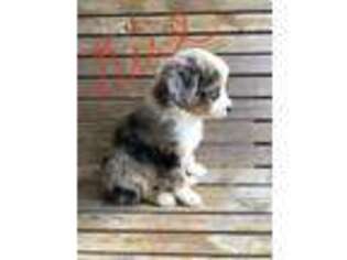 Miniature Australian Shepherd Puppy for sale in Knoxville, TN, USA