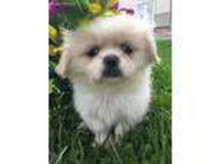 Pekingese Puppy for sale in Fort Plain, NY, USA