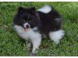 Pomeranian Puppy for sale in Grain Valley, MO, USA