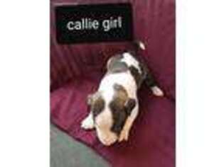 Bull Terrier Puppy for sale in Bryan, OH, USA