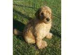 Labradoodle Puppy for sale in Lexington, OK, USA