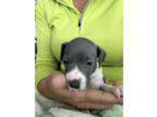 Italian Greyhound Puppy for sale in Altus, AR, USA