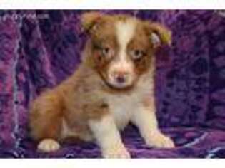 Miniature Australian Shepherd Puppy for sale in Ferndale, WA, USA