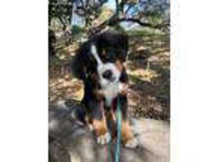 Bernese Mountain Dog Puppy for sale in San Rafael, CA, USA