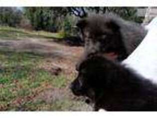 Wolf Hybrid Puppy for sale in Fort Myers, FL, USA