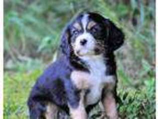 Bernese Mountain Dog Puppy for sale in Appomattox, VA, USA